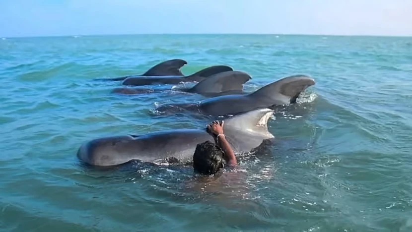 Lực lượng cứu hộ đưa các con cá voi mắc cạn ra vùng biển nước sâu. Ảnh: AFP