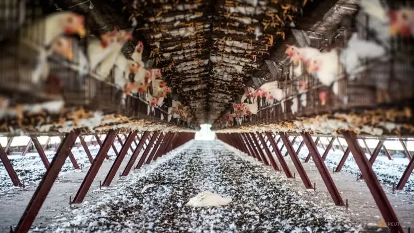 Biết gì về cúm H5N1 và khả năng lây nhiễm cho con người. Ảnh: REUTERS