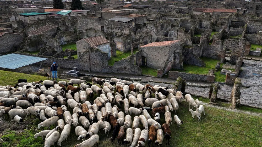 Nuôi cừu là cách bảo vệ những tàn tích ở Pompeii. Ảnh: REUTERS