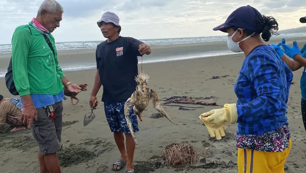 Sự cố tràn dầu gây ảnh hưởng nặng nề cho quần thể chim biển Ảnh: EPA