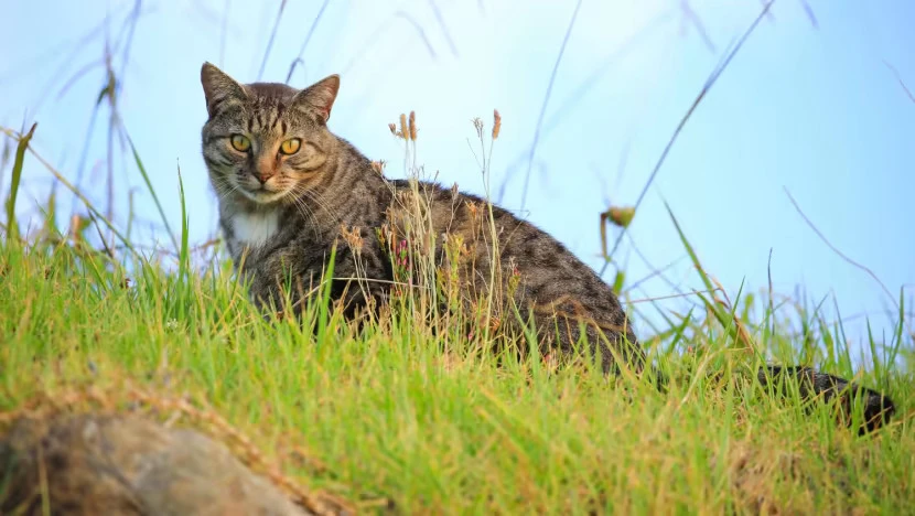 Mèo hoang bị xem là một loài gây hại ở New Zealand. Ảnh: ISTOCK Mèo hoang bị xem là một loài gây hại ở New Zealand. Ảnh: ISTOCK