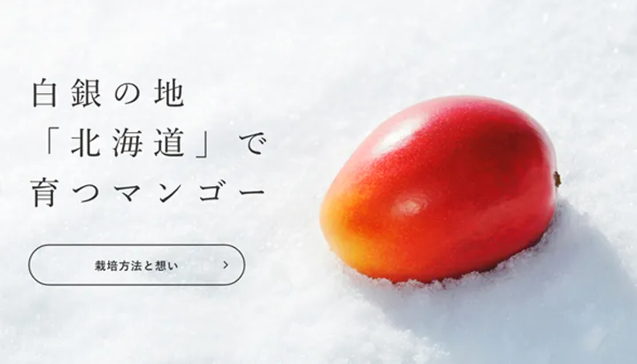 Ông Nakagawa đăng ký nhãn hiệu xoài của mình là Hakugin no Taiyo, có nghĩa là “Mặt trời trong tuyết”. Ảnh: NORAWORKS JAPAN