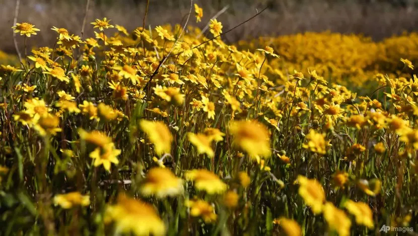 Các nhà thực vật học cho biết các bông hoa đã chớm nở hồi tháng 4 nhưng đến tháng 5 mới là thời điểm hoa nở rộ nhất. Ảnh: AP