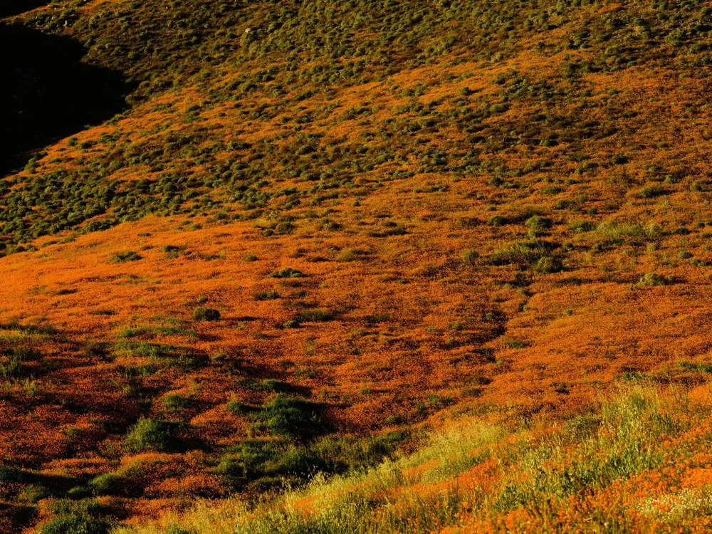 Các nhà bảo tồn yêu cầu khách tham quan không giẫm đạp lên hoa. Một số địa điểm xem hoa năm nay đã đóng cửa vì mùa siêu nở hoa trước, khách tham quan đã tàn phá hoa. Ảnh: THE NEW YORK TIMES