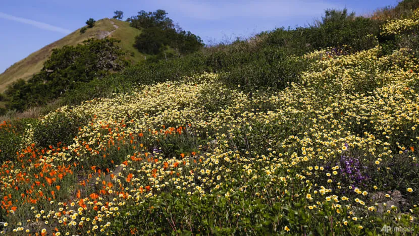 Hoa dại nở rộ dọc theo những con đường mòn ở Walnut Creek, California (Mỹ). Ảnh: AP