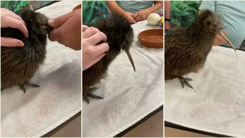 Sở thú Miami xin lỗi vì cho khách vuốt ve chim kiwi. Ảnh: CNA Sở thú Miami xin lỗi vì cho khách vuốt ve chim kiwi. Ảnh: CNA