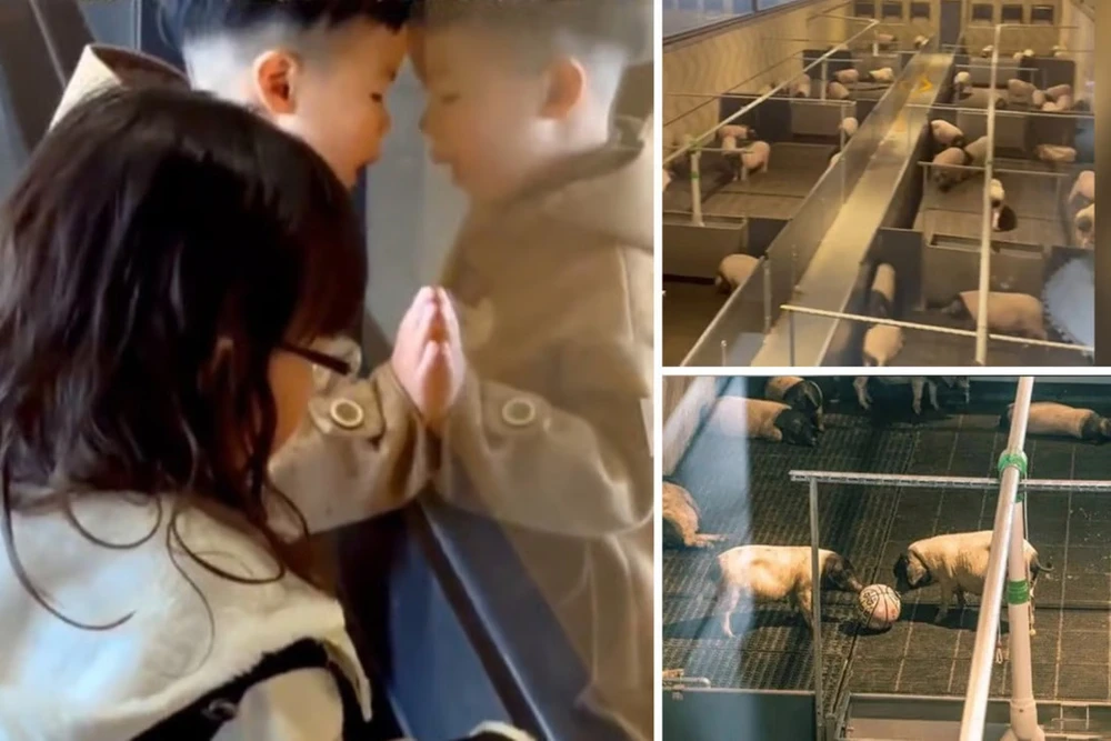 Du khách ngắm lợn gấu trúc từ phòng khách sạn ở công viên giải trí TP Kim Hoa (tỉnh Chiết Giang, Trung Quốc). Ảnh: SOUTH CHINA MORNING POST