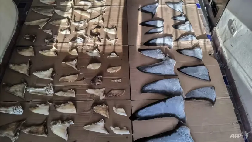 Vây cá mập bị thu giữ quận Capira, tỉnh Panamá Oeste (Panama) ngày 13-7. Ảnh: AFP