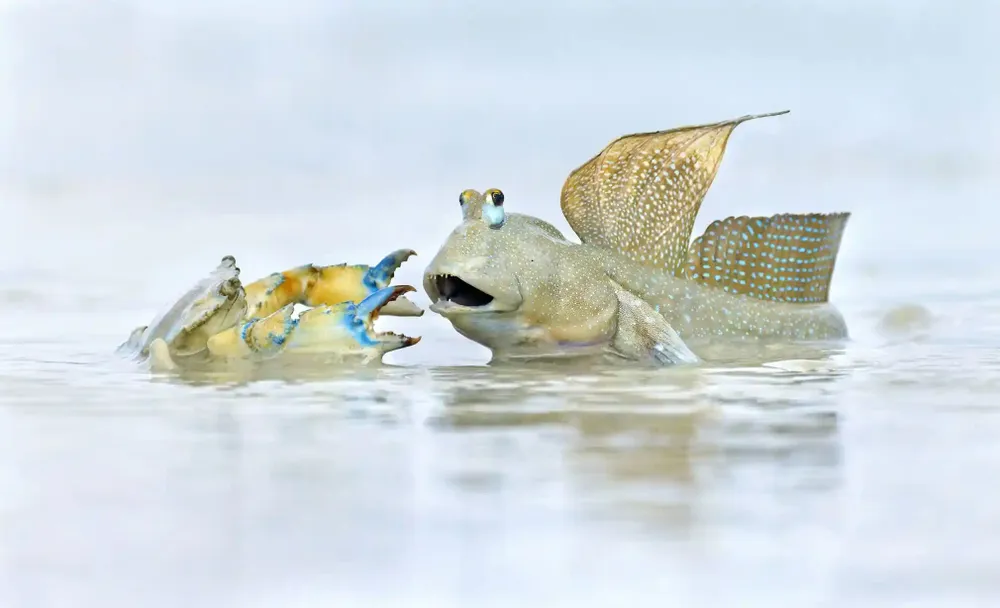 ảnh động vật hoang dã được yêu thích nhất năm 2023