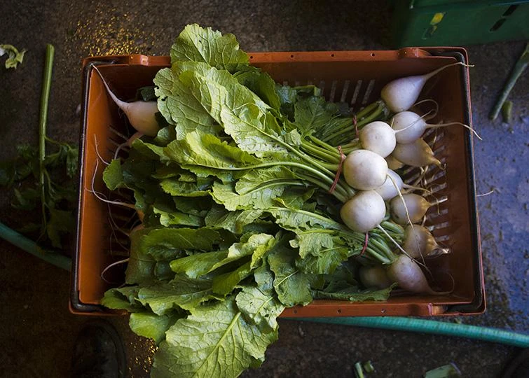 Lợi ích không ngờ của thực phẩm giàu chất xơ ảnh 9