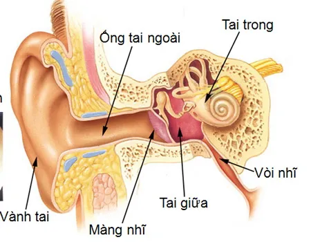 Viêm tai ngoài ảnh 1 Viêm tai ngoài ảnh 1
