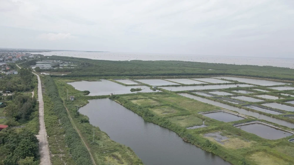 Khu vực khu bảo tồn thiên nhiên đất ngập nước Tiền Hải trên địa phận xã Nam Thịnh, huyện Tiền Hải. Ảnh: T.H