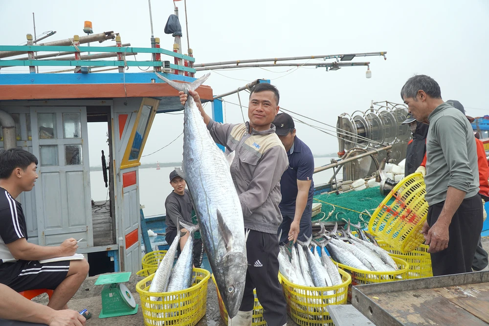 Ngư dân đưa cá từ tàu thuyền lên bờ. Ảnh: ĐẶNG TRUNG Ngư dân Nam Định .JPG