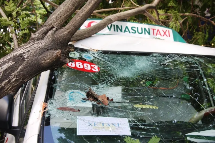 Cây xanh bật gốc đè taxi giữa trung tâm ảnh 2 Cây xanh bật gốc đè taxi giữa trung tâm ảnh 2