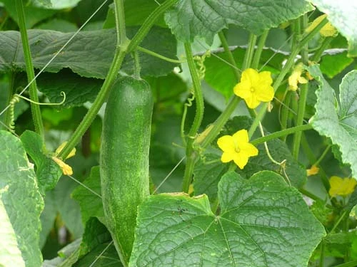 Bất ngờ món ngon gây liệt dương ảnh 1