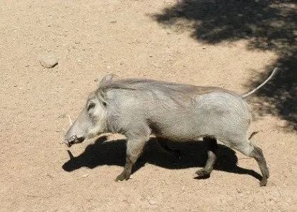 Loại heo rừng độc hành này thường rất hung dữ. Loại heo rừng độc hành này thường rất hung dữ.