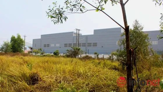 Phát hiện thi thể thanh niên treo trên cây tràm, chân chạm đất ảnh 1