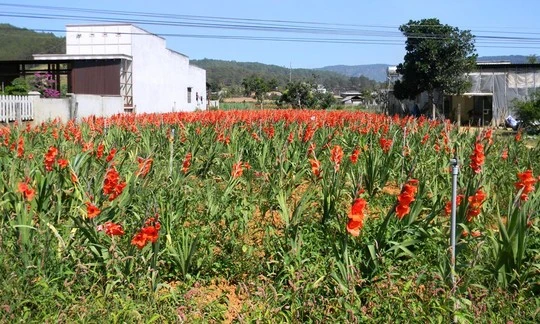 Nắng nóng bất thường khiến lay-ơn nở rộ không kịp thu hoạch