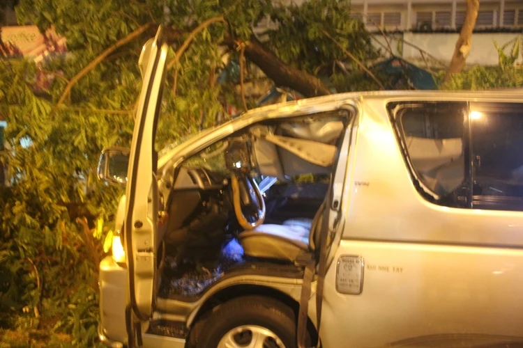 Cây cổ thụ bị gió thổi bật gốc, người đi đường tháo chạy ảnh 4