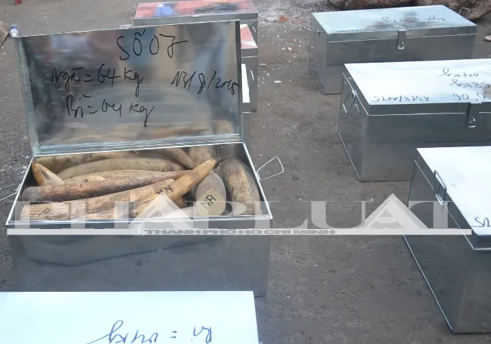 Hơn 735 kg ngà voi và sừng tê giác ‘sa lưới’ ở cảng miền Trung ảnh 5 Hơn 735 kg ngà voi và sừng tê giác ‘sa lưới’ ở cảng miền Trung ảnh 5