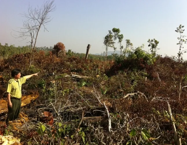 Đắk Nông kỷ luật một loạt cán bộ kiểm lâm để mất rừng ảnh 3