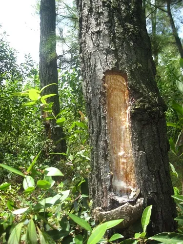 Phạt 50 triệu đồng DN khai thác rừng trái phép ảnh 1