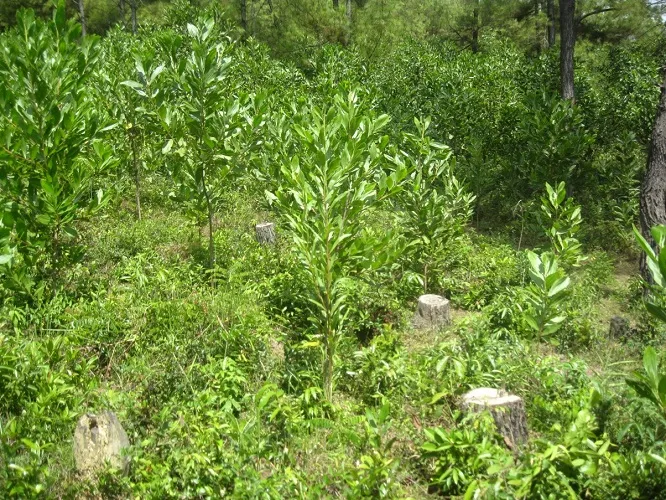 Phạt 50 triệu đồng DN khai thác rừng trái phép ảnh 2