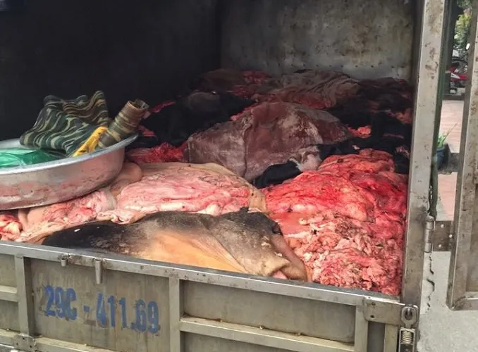 Chở một tấn nội tạng lậu, bốc mùi về…thủ đô ảnh 1