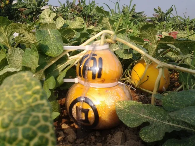 Độc đáo dưa hấu hồ lô ở cù lao Tân Triều ảnh 3