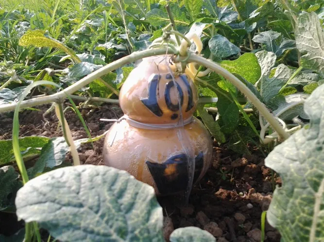 Độc đáo dưa hấu hồ lô ở cù lao Tân Triều ảnh 4