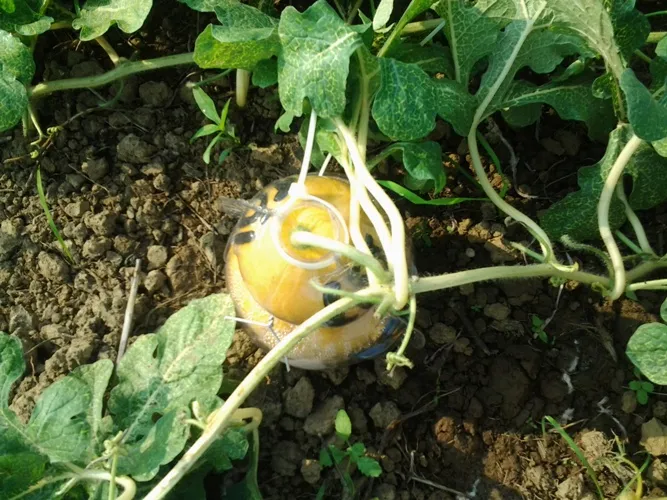 Độc đáo dưa hấu hồ lô ở cù lao Tân Triều ảnh 5