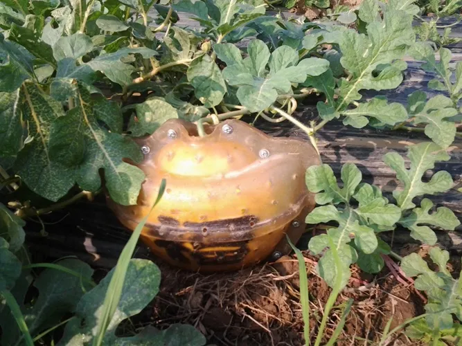 Độc đáo dưa hấu hồ lô ở cù lao Tân Triều ảnh 7