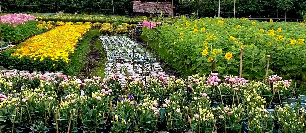 Nhà vườn cung ứng 1,9 triệu chậu hoa kiểng phục vụ tết ảnh 7 Nhà vườn cung ứng 1,9 triệu chậu hoa kiểng phục vụ tết ảnh 7