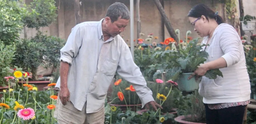 Nhà vườn cung ứng 1,9 triệu chậu hoa kiểng phục vụ tết ảnh 2 Nhà vườn cung ứng 1,9 triệu chậu hoa kiểng phục vụ tết ảnh 2