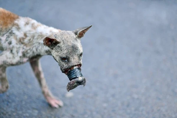 Sau 1 năm, chú chó bị hoại tử mõm tại Bến Tre đã hồi phục thế này đây! - Ảnh 5.
