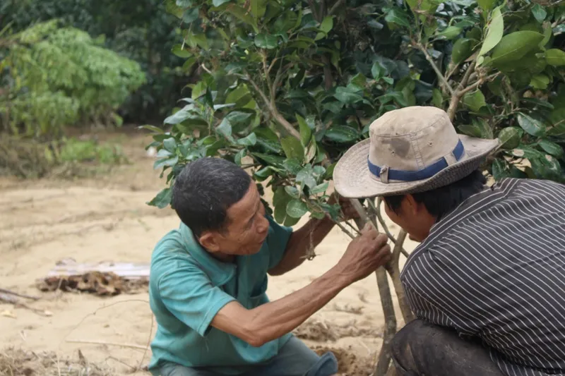 Người trồng bưởi bật khóc trên mảnh vườn tan tác sau lũ ảnh 7