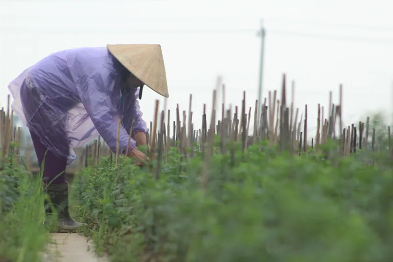 Lũ chồng lũ, lấy gì ăn tết? ảnh 6