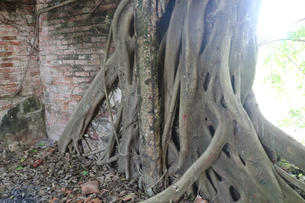 Người dân muốn giữ ngôi đình nằm trọn trong bộ rễ bồ đề ảnh 6