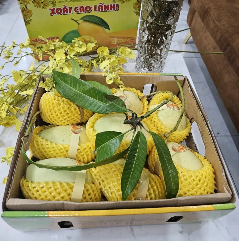 Xoài Đồng Tháp được tuyển chọn và đóng góp vào giỏ quà Tết 2024