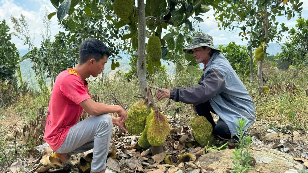 Người dân núi Voi mong mỏi chờ được chuyển đất đang canh tác, sinh sống ra khỏi quy hoạch 3 loại rừng. Ảnh: VÕ TÙNG Người dân núi Voi mong mỏi chờ được chuyển đất đang canh tác, sinh sống ra khỏi quy hoạch 3 loại rừng. Ảnh: VÕ TÙNG