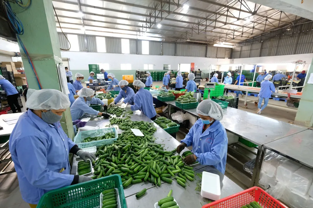 Rau củ tươi Đà Lạt vừa được thu hoạch được đóng gói để cung cấp cho thị trường. Ảnh: TIẾN THÀNH nong-san-da-lat-10.jpg