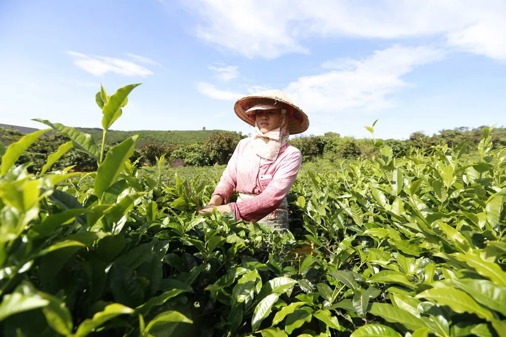 Các loại trà Lâm Đồng cũng rất nổi tiếng không chỉ trong nước mà còn xuất khẩu ra nước ngoài. Ảnh: TIẾN ANH nong-san-da-lat-11.jpg