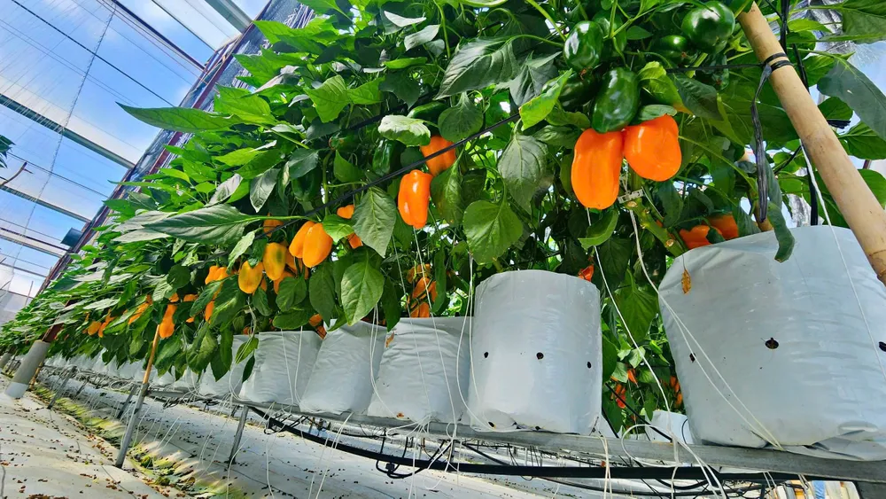 Nông sản Đà Lạt có những dấu hiệu nhận biết riêng cần được phổ biến đến người dân. Ảnh: TIẾN THÀNH nong-san-da-lat-5.jpg