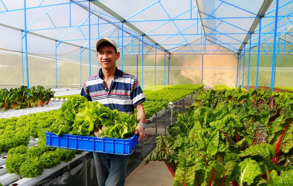 Rau Đà Lạt đã được Cục Sở hữu trí tuệ cấp Giấy chứng nhận đăng ký nhãn hiệu. Ảnh: TIẾN THÀNH nong-san-da-lat.jpg