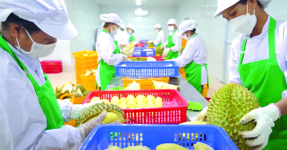 Việc xuất khẩu cơm sầu riêng tạo ra một lượng lớn vỏ sầu riêng phải xử lý