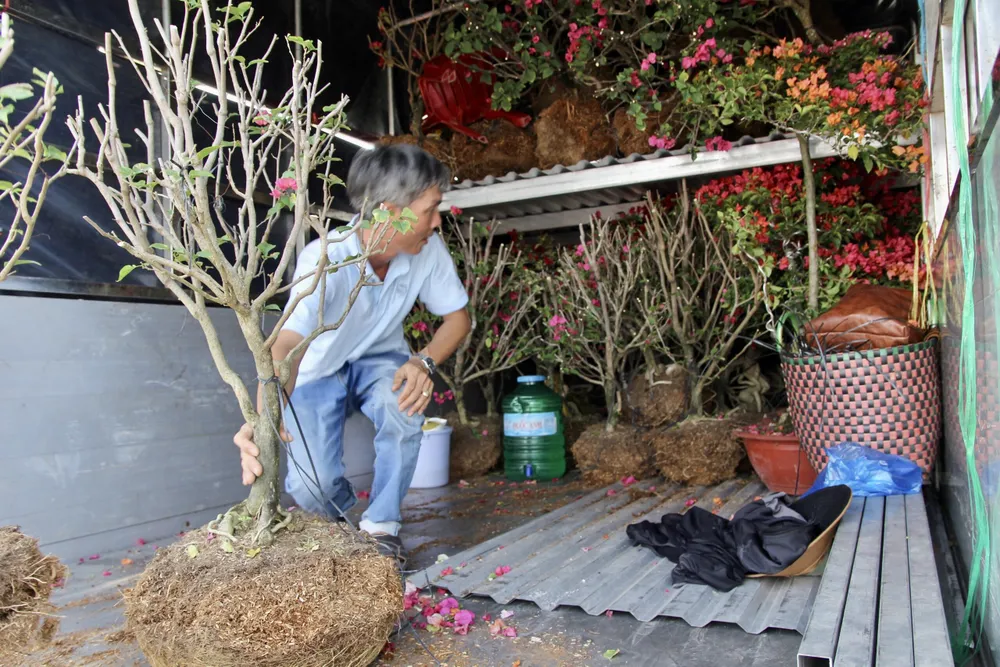 Tiểu thương sắp xếp chở cây về. Tiểu thương sắp xếp chở cây về.