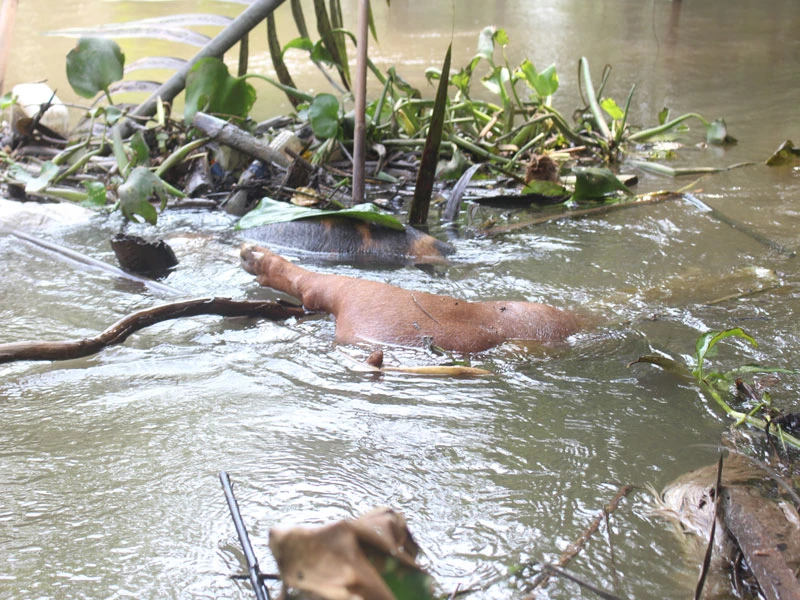 Dịch tấn công đàn heo, Bến Tre tiêm phòng khẩn cấp ảnh 3