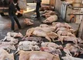 Bến Tre phát hiện 'ổ' bệnh heo tai xanh ảnh 4 Cần bố trí điểm chôn heo bị bệnh dịch tả heo châu Phi