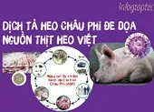 Bến Tre phát hiện 'ổ' bệnh heo tai xanh ảnh 5 Dịch tả heo Châu Phi đe dọa nguồn thịt heo Việt