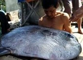 Ngư dân câu được cá 'khủng' 32 kg nghi cá mặt trăng